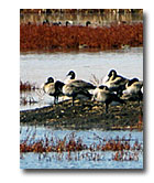 Geese rest on an island in the Modoc Wildlife Refuge.