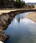 The Shaw Ranch in Lookout has been working with the Pit River Watershed Alliance to restore this portion of the Pit River. 