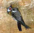 Bank swallow