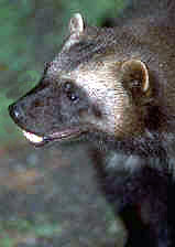 California wolverine