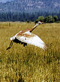 The greater sandhill crane is listed as threatened
