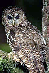 Northern spotted owl