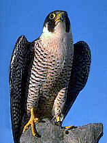 American peregrine falcon