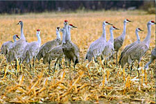 The greater sandhill crane nests in open areas of wet meadows