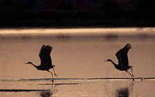 Greater sandhill crane