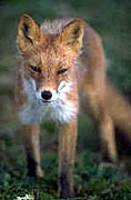 Sierra Nevada red fox