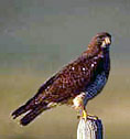 Swainson?s hawk