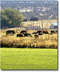 Cows graze in a pasture near the South Fork of the Pit River.