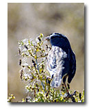 White crowned sparrow.