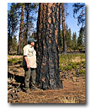 Paul Bailey next to a burn scarred Ponderosa Pine.