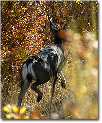 A buck is startled from his resting spot along the Pit River.