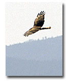 A Harrier surveys the ponds of Modoc National Wildlife Refuge.