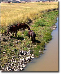 Horses grazing along the river in Warm Springs Valley.