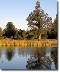 Cattails along the outlet of Reservoir C.