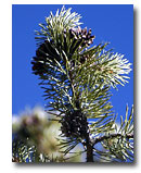 Ponderosa pine needles and cones.