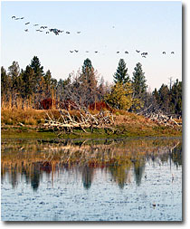 Geese fly above Beeler Wetland.