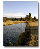 Riparian area along Canyon Creek.