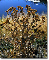 Thistle bush near confluence of the South and North Forks of the Pit River.