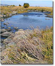 Willows planted on the South Fork of the Pit River.