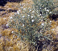 Diffuse Knapweed invades pastures and rangelands, roadsides, and waste areas.