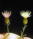 Flowering heads of diffuse knapweed develop from July through October and are white to purplish in color (petals 12-13mm long).