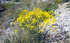 Dyer's woad is found along roadsides, fields, disturbed sites, railroad rights-of-ways, and forests.