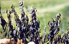 The leaves of dyer?s woad are bluish-green and have a distinctive white midvein.