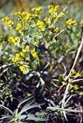 Flowering of leafy spurge occurs from June through July and seeds are produced approximately one month after flowers emerge.