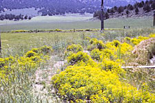 Leafy spurge comtaminates forage, decreases desirable plant species, decreases the quality of rangelands, and may be toxic to both humans and animals that come into contact with the milky sap.