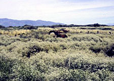 Perennial pepperweed is considered highly invasive in a large range of moist to wet habitats including riparian areas, wetlands, marshes, and floodplains.