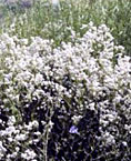 Perennial pepperweed forms a rosette initially, then stems elongate, flowers are produced, and seeds develop by late spring through summer.