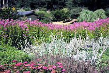 Purple loosestrife grows in moist or marsh areas and can invade streambanks or shorelines of shallow ponds. Infestations form dense mats that hinder water flow in canals and ditches.