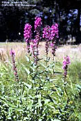 Rose-purple flowers of purple loosestrife form long racemes or spike-like clusters of flowers.  Flowers bloom from mid-June through September and stems die back each year.