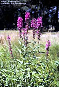 Rose-purple flowers of purple loosestrife form long racemes or spike-like clusters of flowers. Flowers bloom from mid-June through September and stems die back each year.