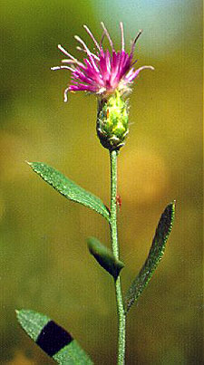 Pink to lavender flowers of russian knapweed emerge through the summer and early fall and are contained in a cone-shaped flowering head that is located on the branch tips.