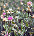 Russian Knapweed is thought to be allelopathic and can cause chewing disease in horses (nigropallidal encephalomalacia).
