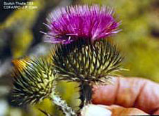 Seeds of scotch thistle can live longer than 20 years in the soil thus making control of the weed very difficult.