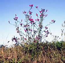Up to 40,000 seeds can be produced by one spotted knapweed plant.