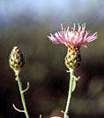 Flowerheads of spotted knapweed develop at the end of branches and are white, pink, or purple in color (sometimes cream colored).