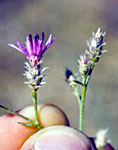 Small rose or pink flowerheads emerge throughout the summer (July ? August) and produce few (3-4) seeds (petals 7-9mm long).