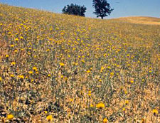 Yellow starthistle is considered one of the worst rangeland weeds in California.