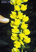 The flowers of Dalmatian toadflax resemble snapdragons in appearance.