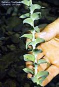 Dalmatian toadflax has several crowded blue-green waxy leaves that are broad at the base, narrowing towards the tips, and alternating up the stem. 
