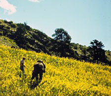 Toadflax is able to establish dense colonies which then aggressively displace desirable plant species and reduce the value of rangeland.