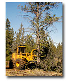 A special machine removes Juniper trees.