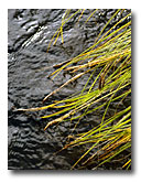 Grass falling into Ash Creek.