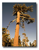 Looking up a ponderosa pine.