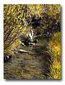 Cold Creek enjoys lush riparian vegetation.