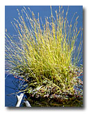 A clump of grass growing along Clear Lake shore.