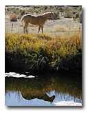 A horse is reflected in the South Fork of the Pit River at the confluence.